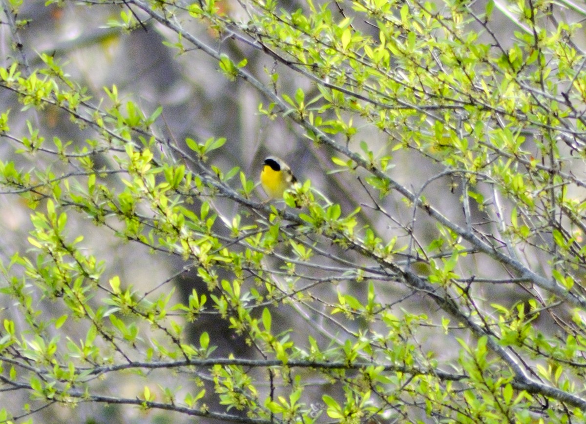 Common Yellowthroat - ML549806431