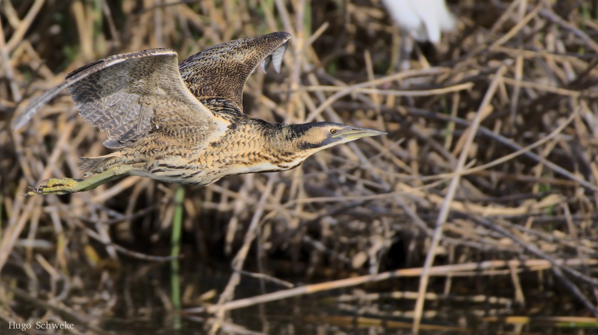 Great Bittern - Hugo Schweke