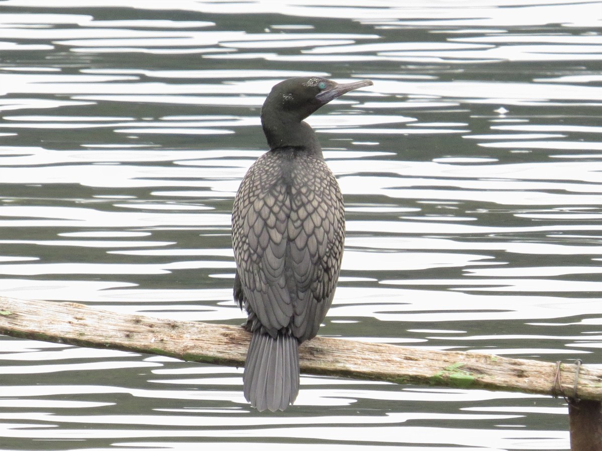 Little Black Cormorant - ML549807021