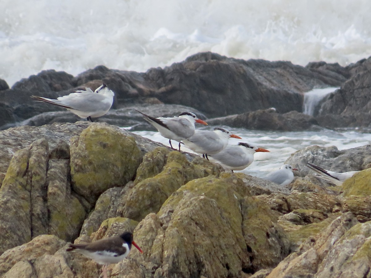 Royal Tern - ML549807991