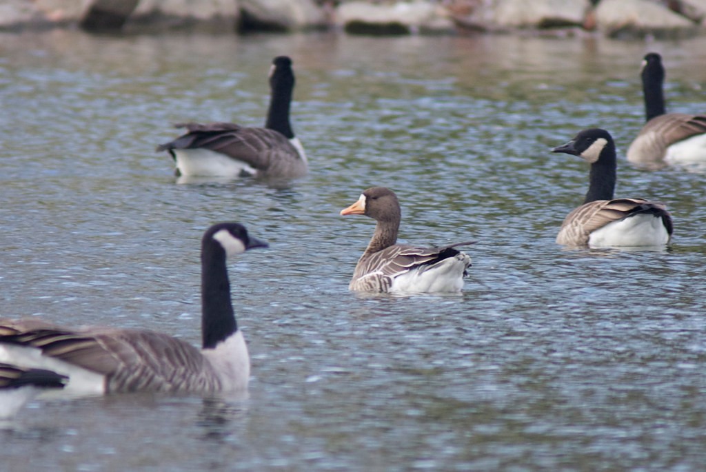 Greater White-fronted Goose (Greenland) - ML549808111