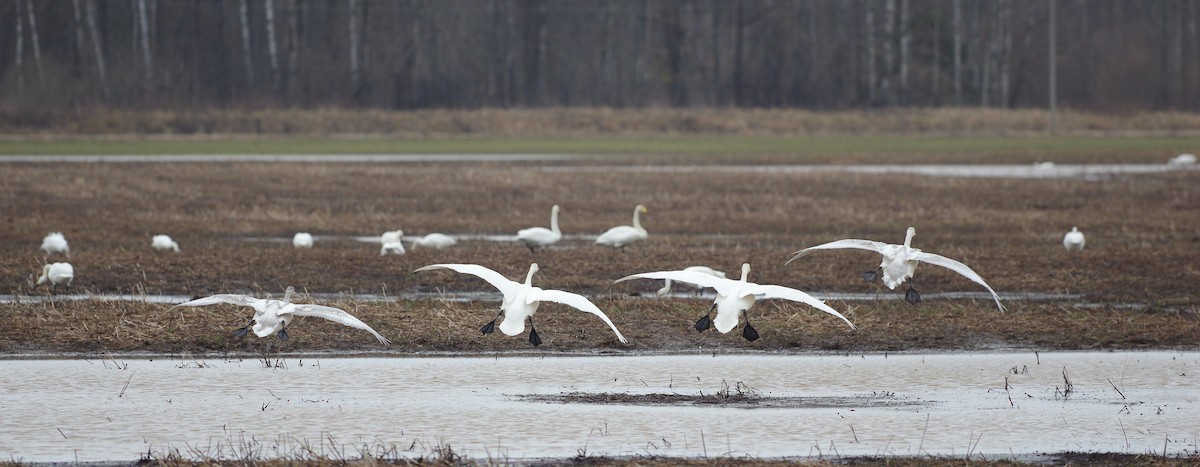 Whooper Swan - ML549809041