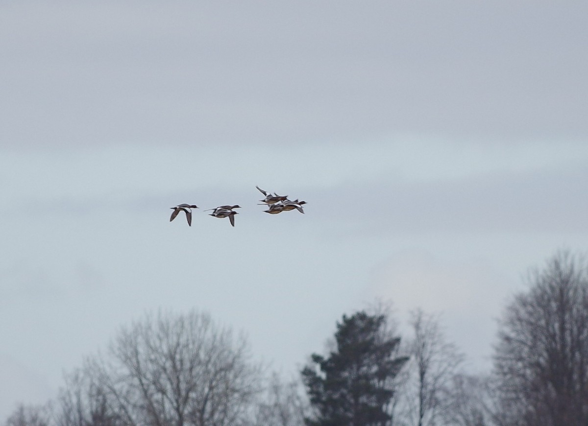 Eurasian Wigeon - ML549809171