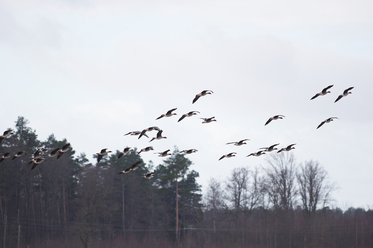 Tundra Bean-Goose - ML549809241