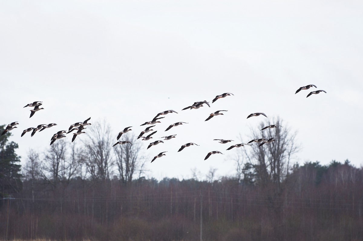 Tundra Bean-Goose - ML549809291