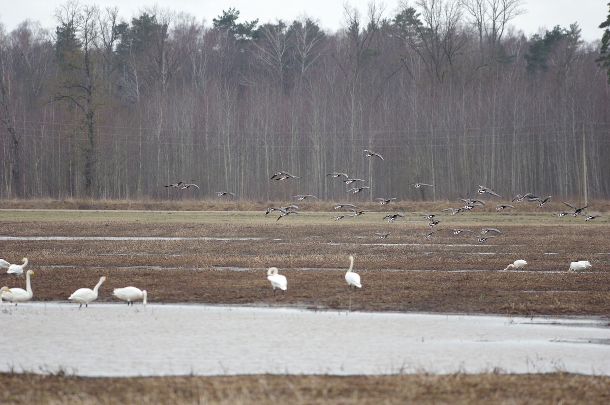 Tundra Bean-Goose - ML549809381