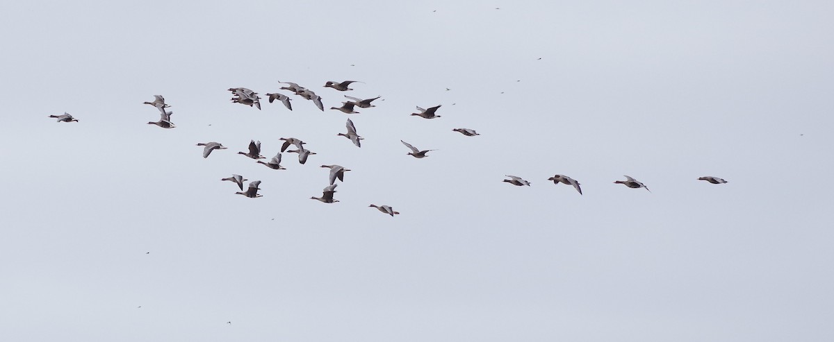 Greater White-fronted Goose - ML549809461