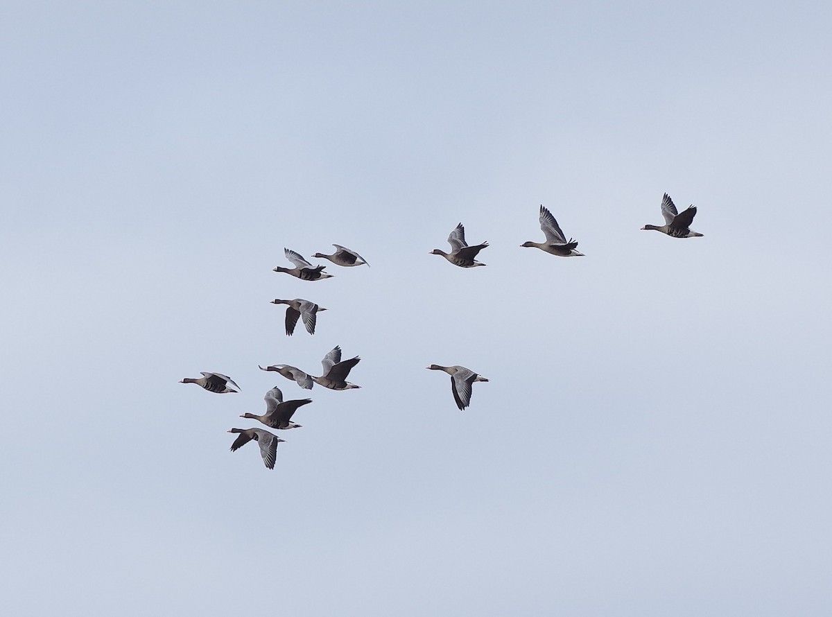 Greater White-fronted Goose - ML549809491