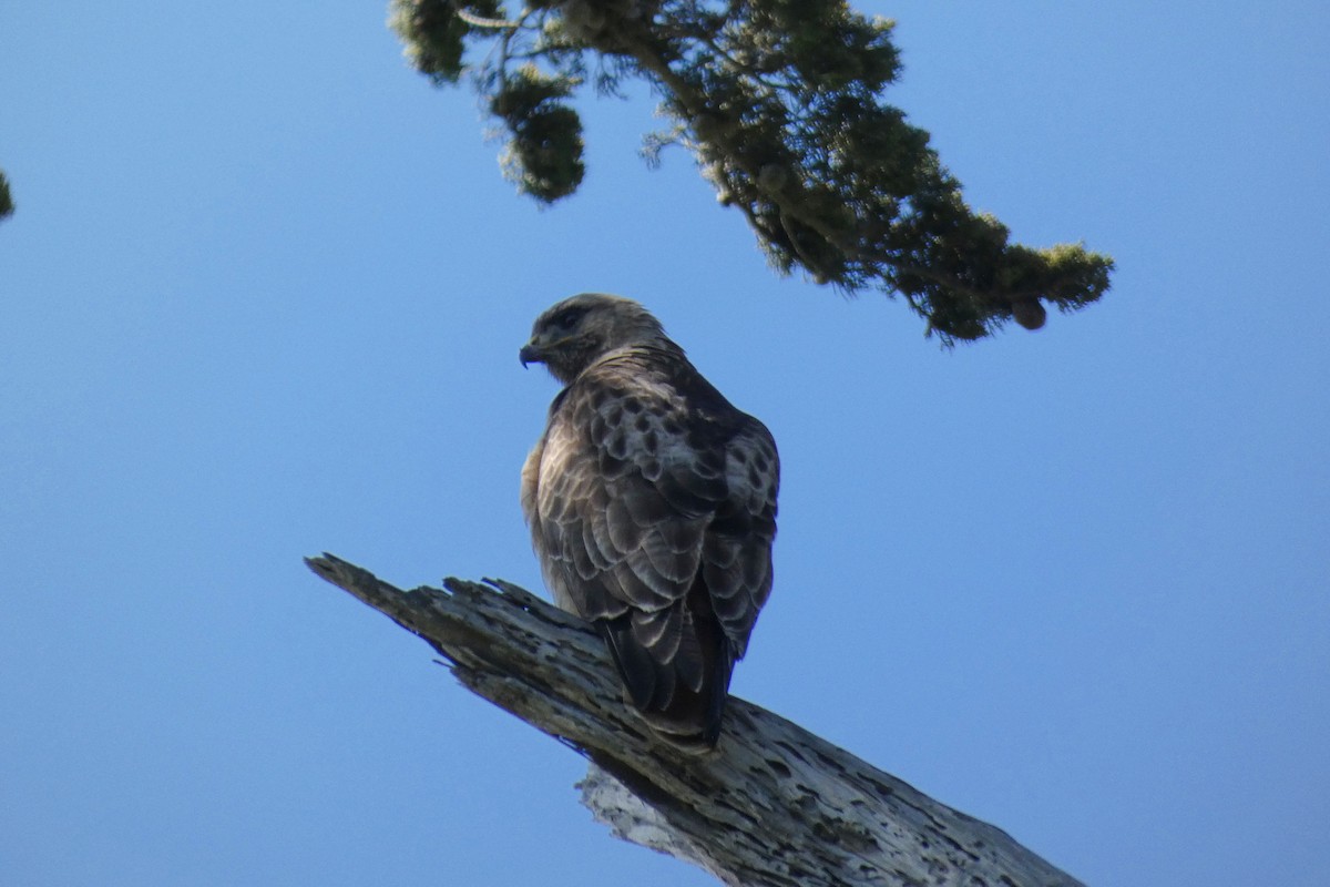 Red-tailed Hawk - ML549810851