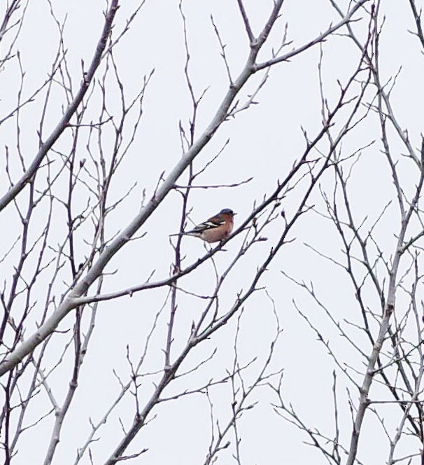 Common Chaffinch - ML549811311