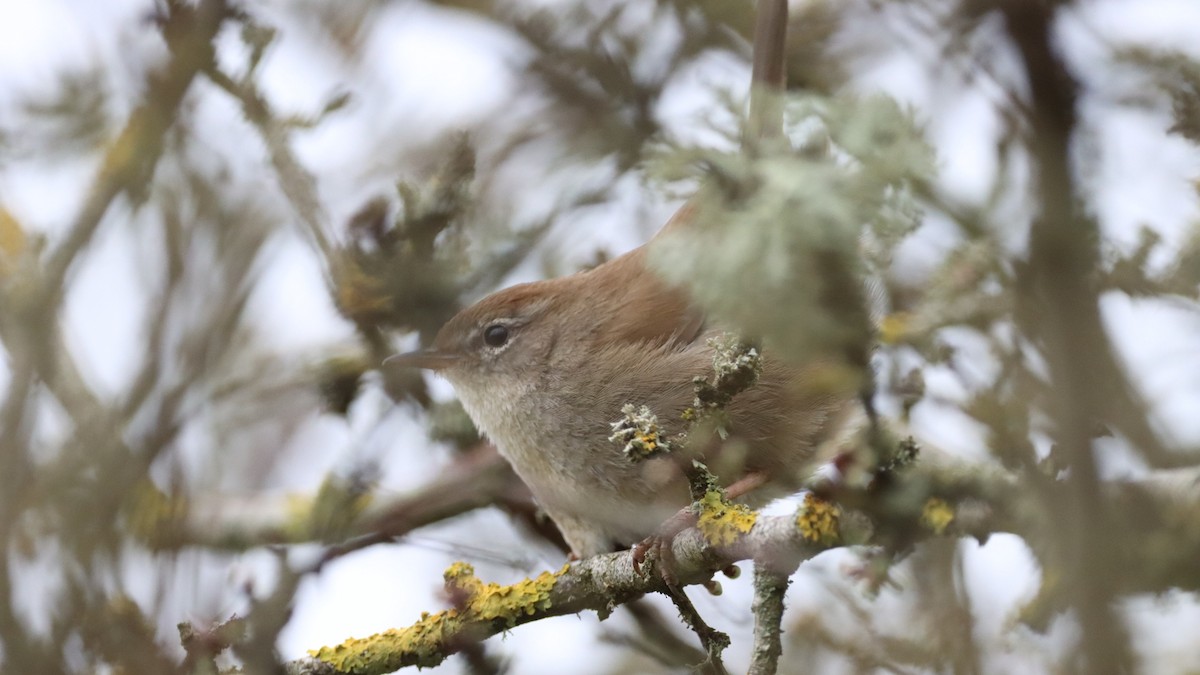 Cetti's Warbler - ML549811731