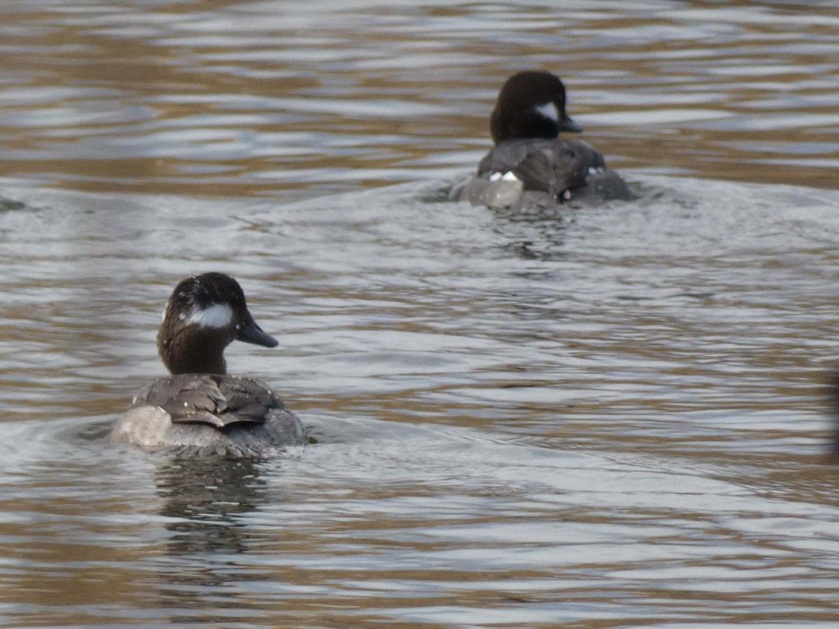 Bufflehead - ML549811821