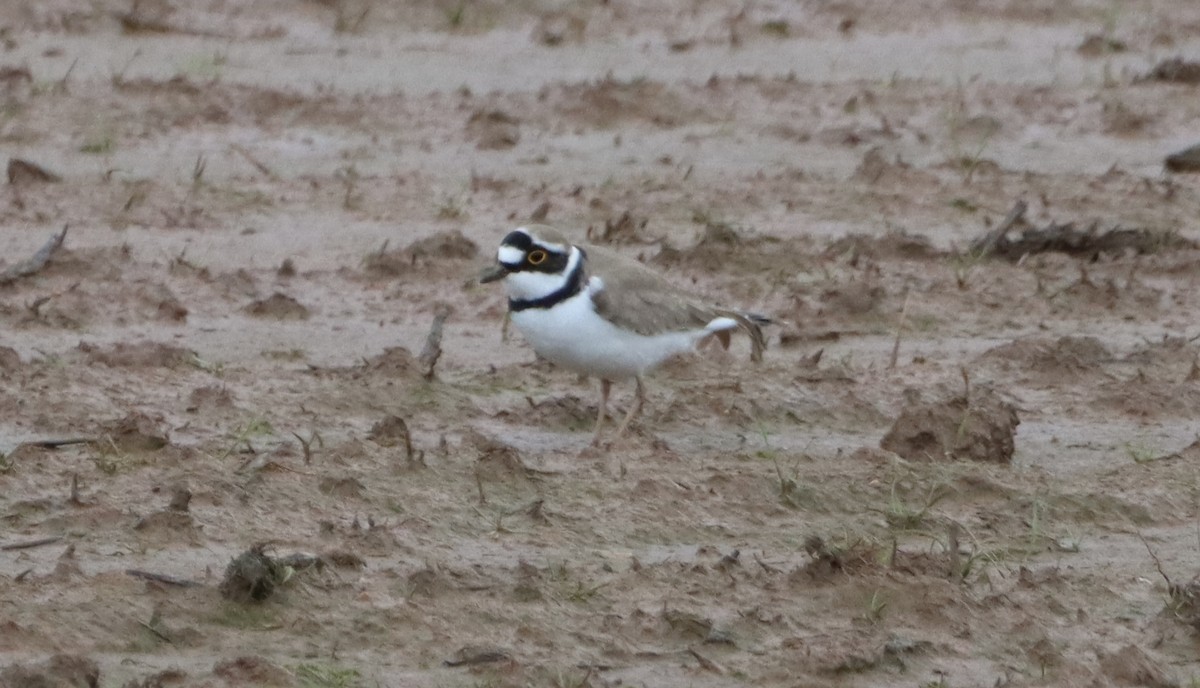 Little Ringed Plover - ML549812011