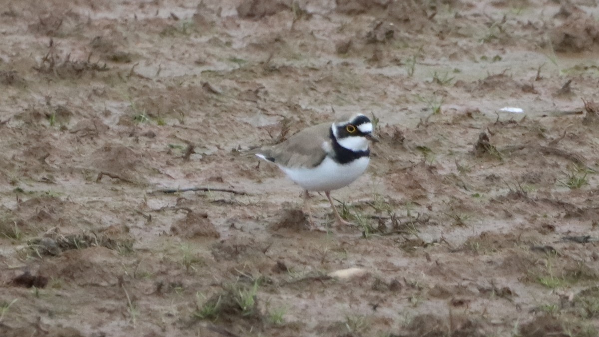 Little Ringed Plover - ML549812051