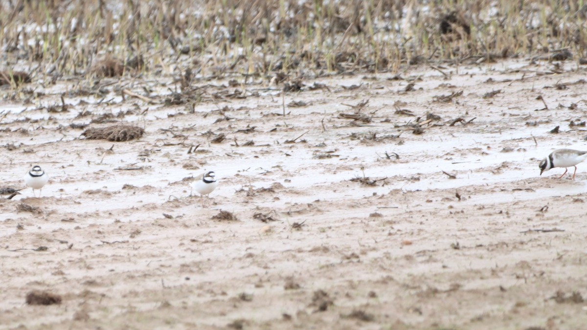 Little Ringed Plover - ML549812191