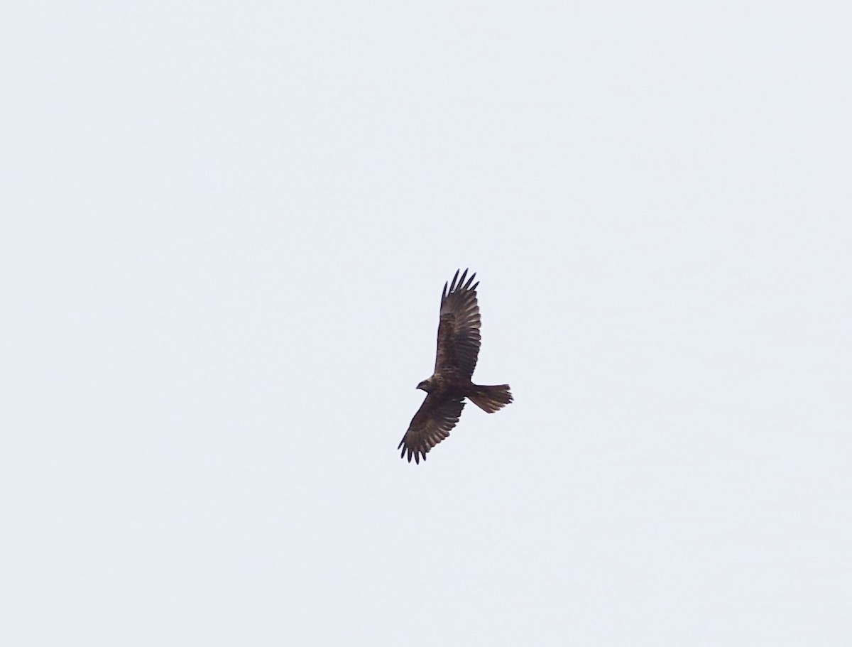 Western Marsh Harrier - ML549812511