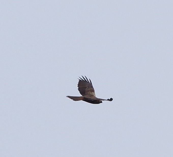 Western Marsh Harrier - ML549812521