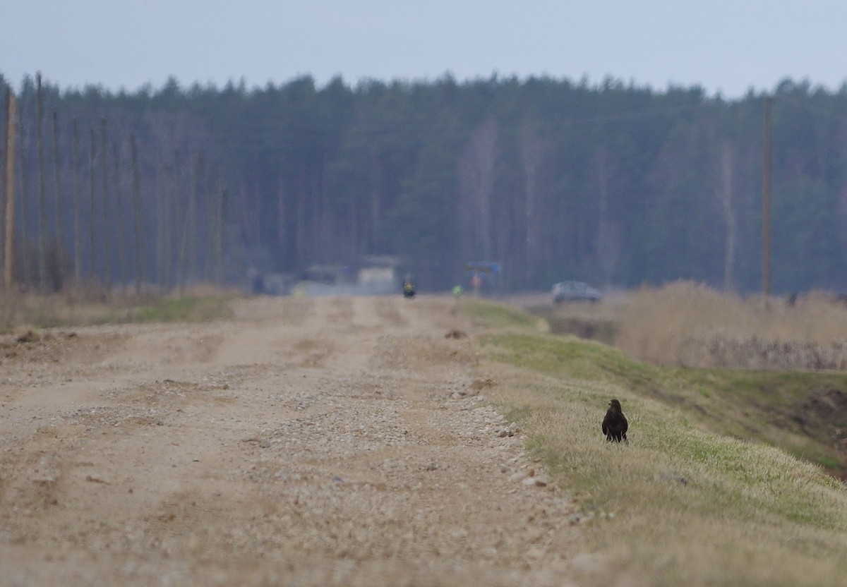 Common Buzzard - Jurijs Silinevics