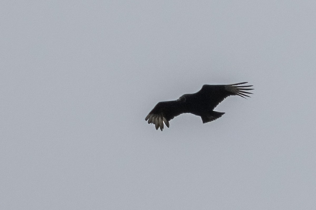 Black Vulture - ML549812651