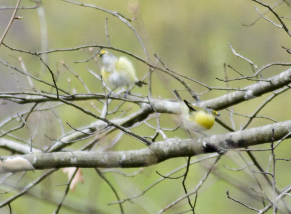 White-eyed Vireo - crawford wilson