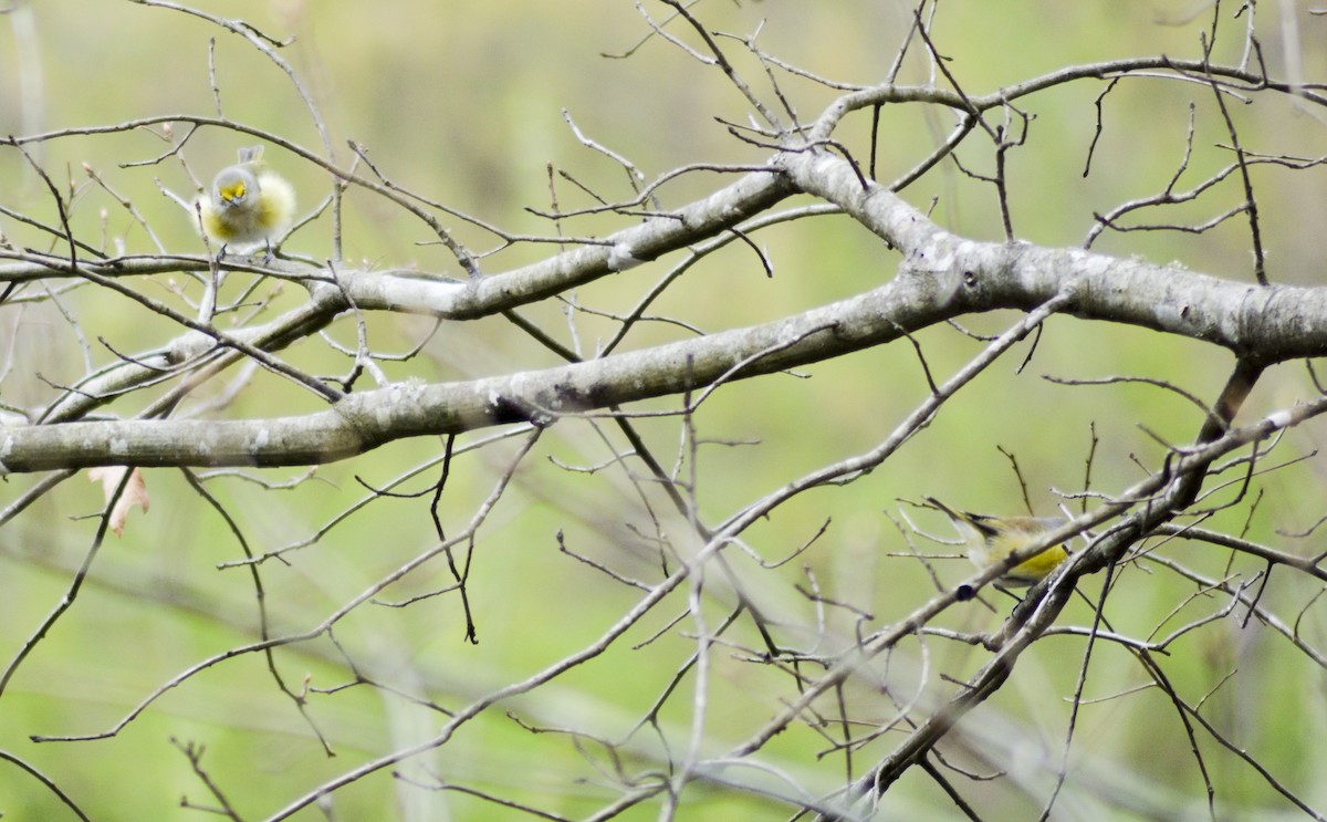 White-eyed Vireo - ML549812851