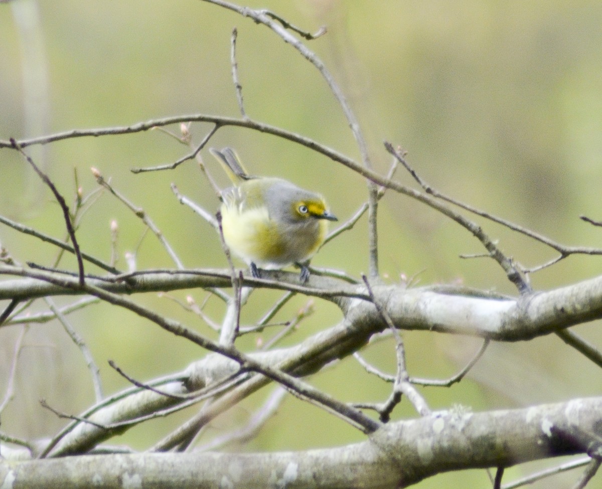 White-eyed Vireo - ML549814181