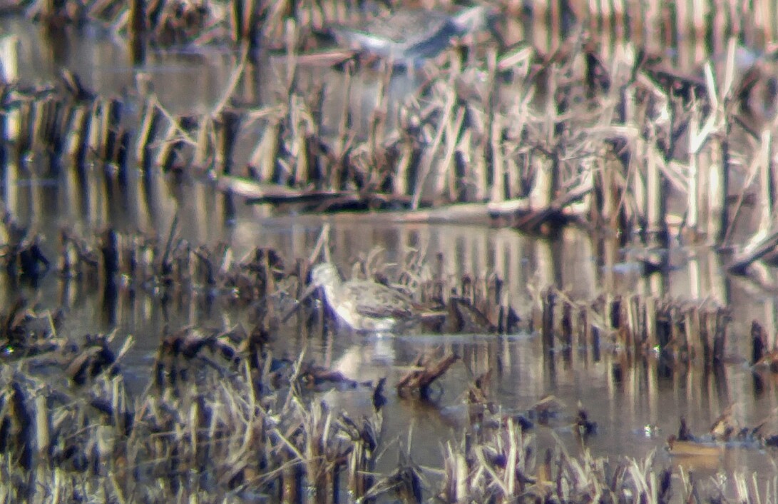 Long-billed Dowitcher - ML54981441