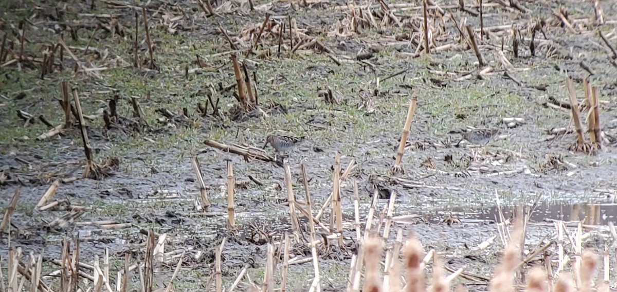 Wilson's Snipe - ML549815731