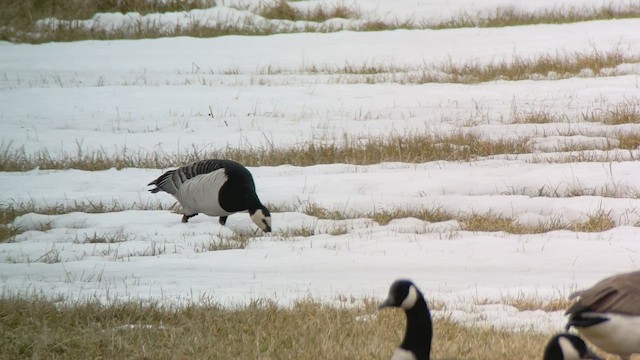 Barnacle Goose - ML549817091