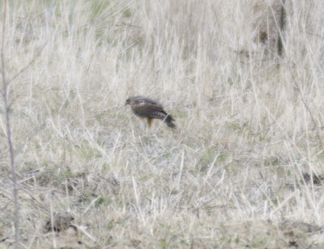 Northern Harrier - ML549817301