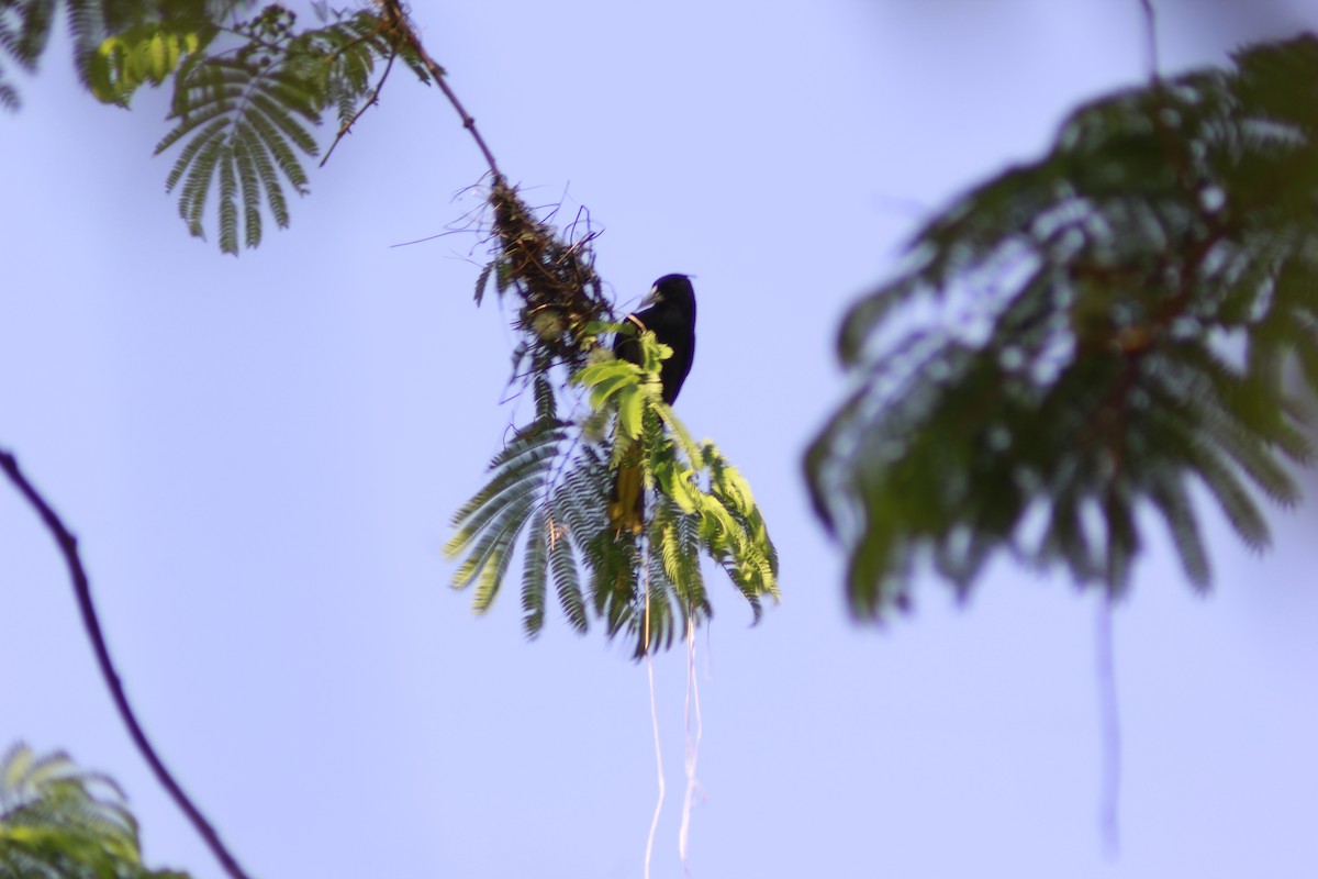 Yellow-winged Cacique - ML549817981