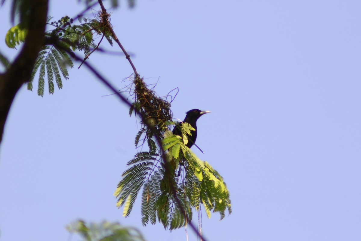 Yellow-winged Cacique - ML549817991
