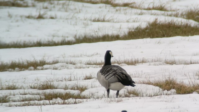 Barnacle Goose - ML549818191