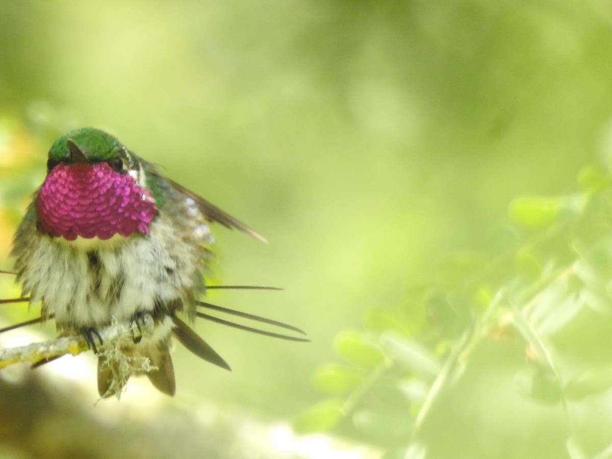 Colibrí de Esmeraldas - ML549818261