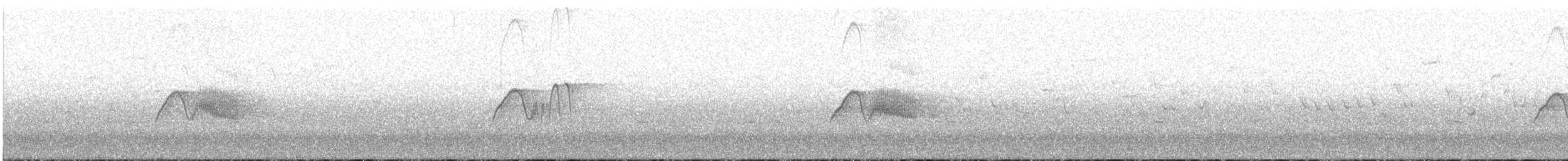 Светлобрюхий фиби - ML549819361