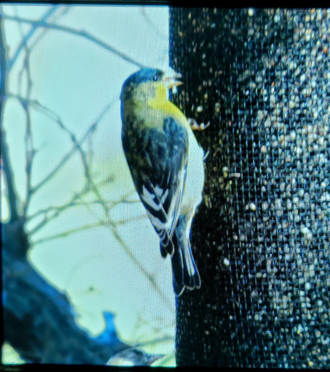 Lesser Goldfinch - Richard Wilde