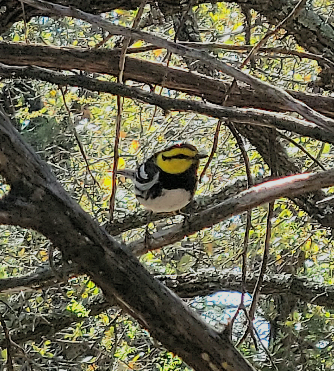 Golden-cheeked Warbler - Richard Wilde