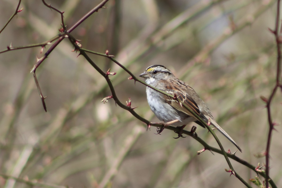 White-throated Sparrow - ML549819871