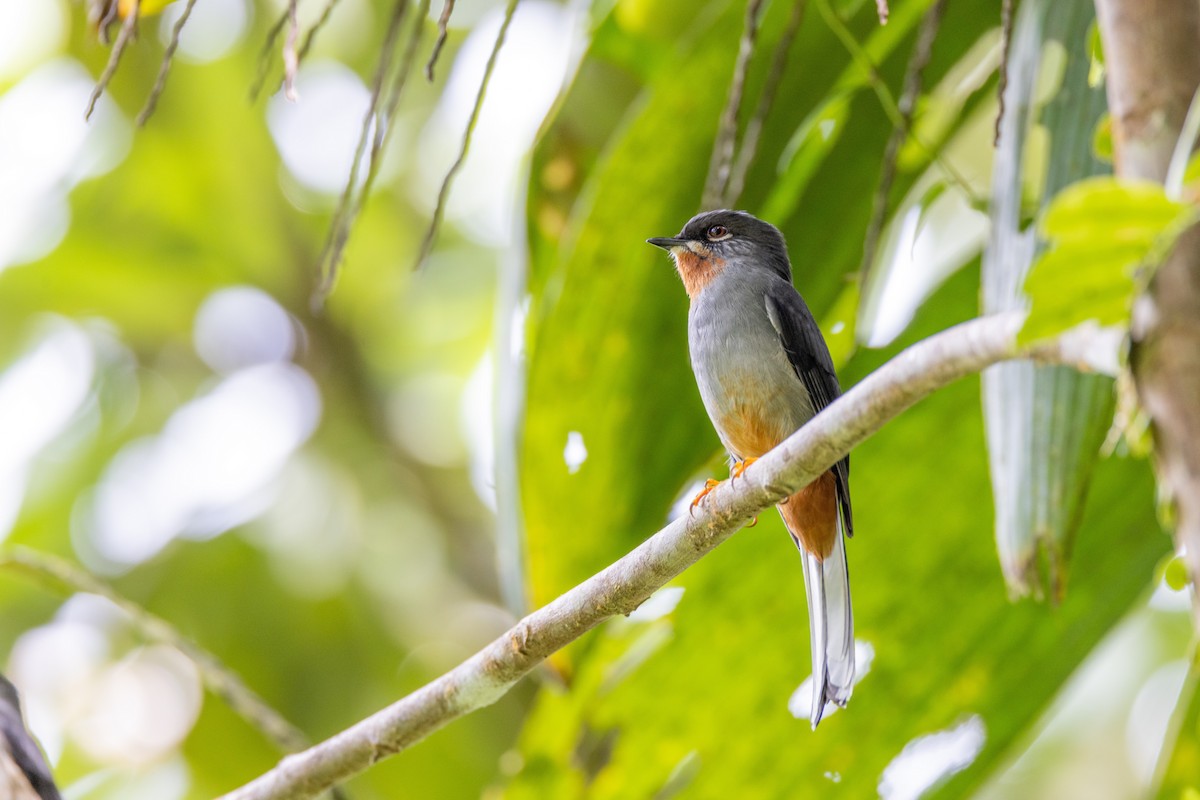 Rufous-throated Solitaire (Rufous-throated) - ML549820681