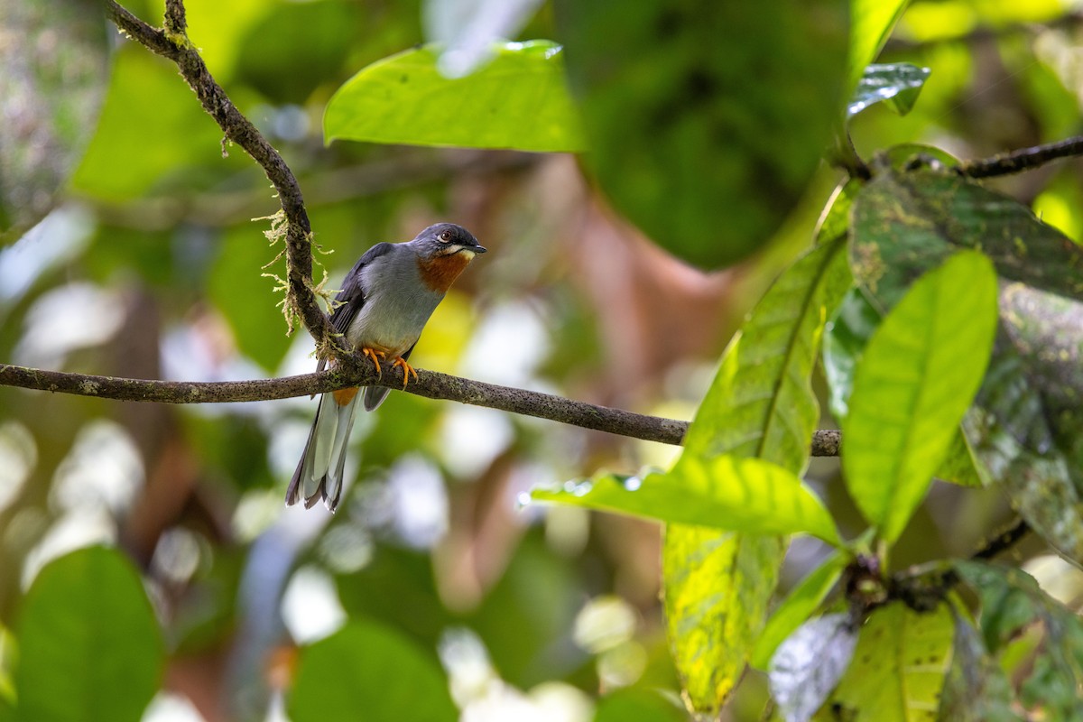 Rufous-throated Solitaire (Rufous-throated) - ML549820691