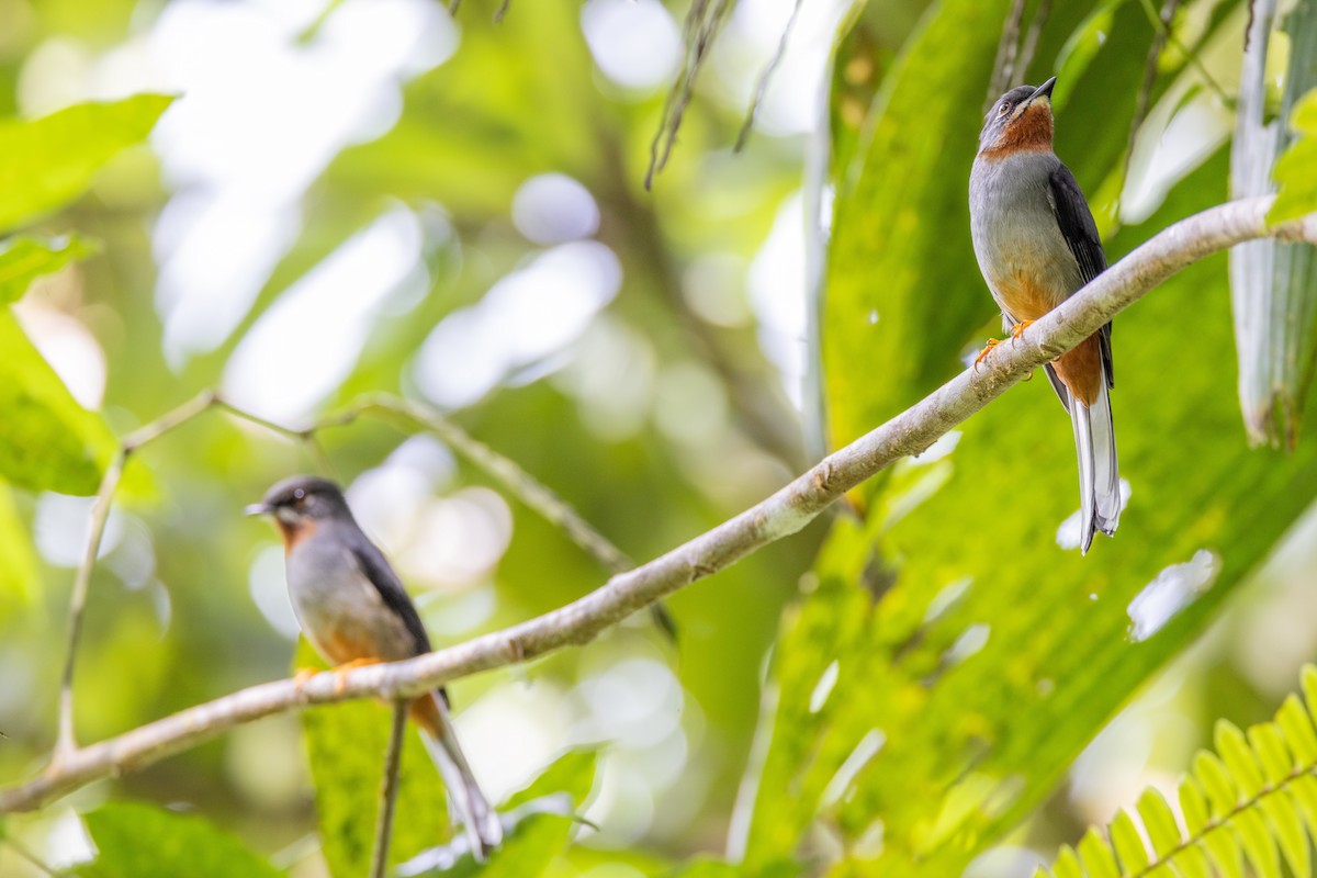 Rufous-throated Solitaire (Rufous-throated) - ML549820701