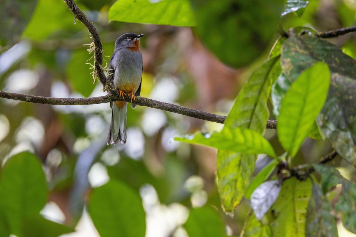Rufous-throated Solitaire (Rufous-throated) - Charlie Bostwick