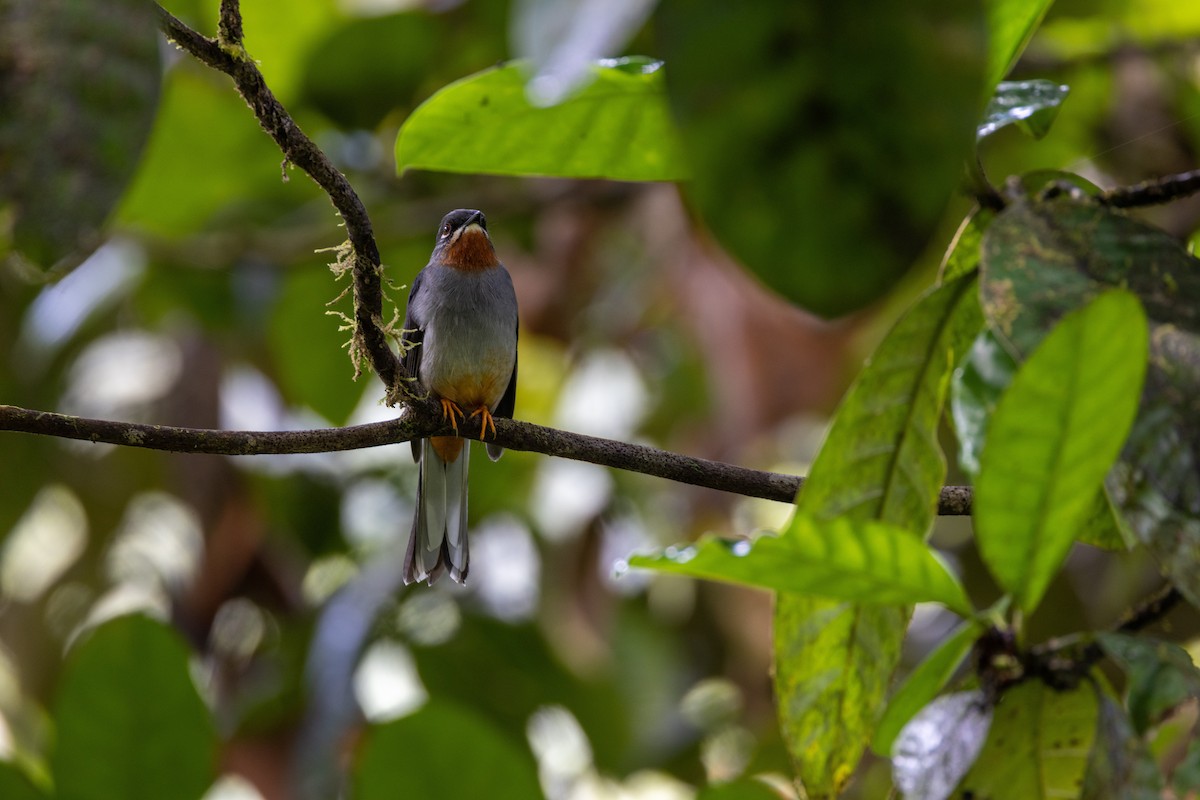 Rufous-throated Solitaire (Rufous-throated) - ML549820721