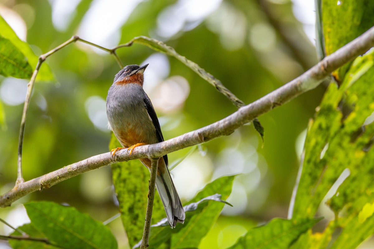 Rufous-throated Solitaire (Rufous-throated) - ML549820731