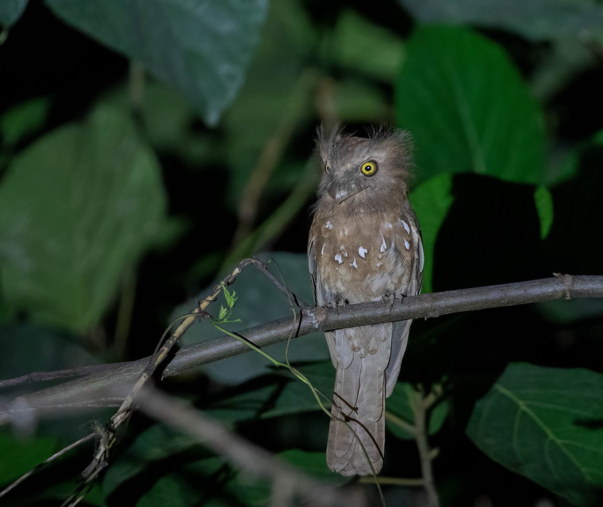 Palawan Frogmouth - ML549821441