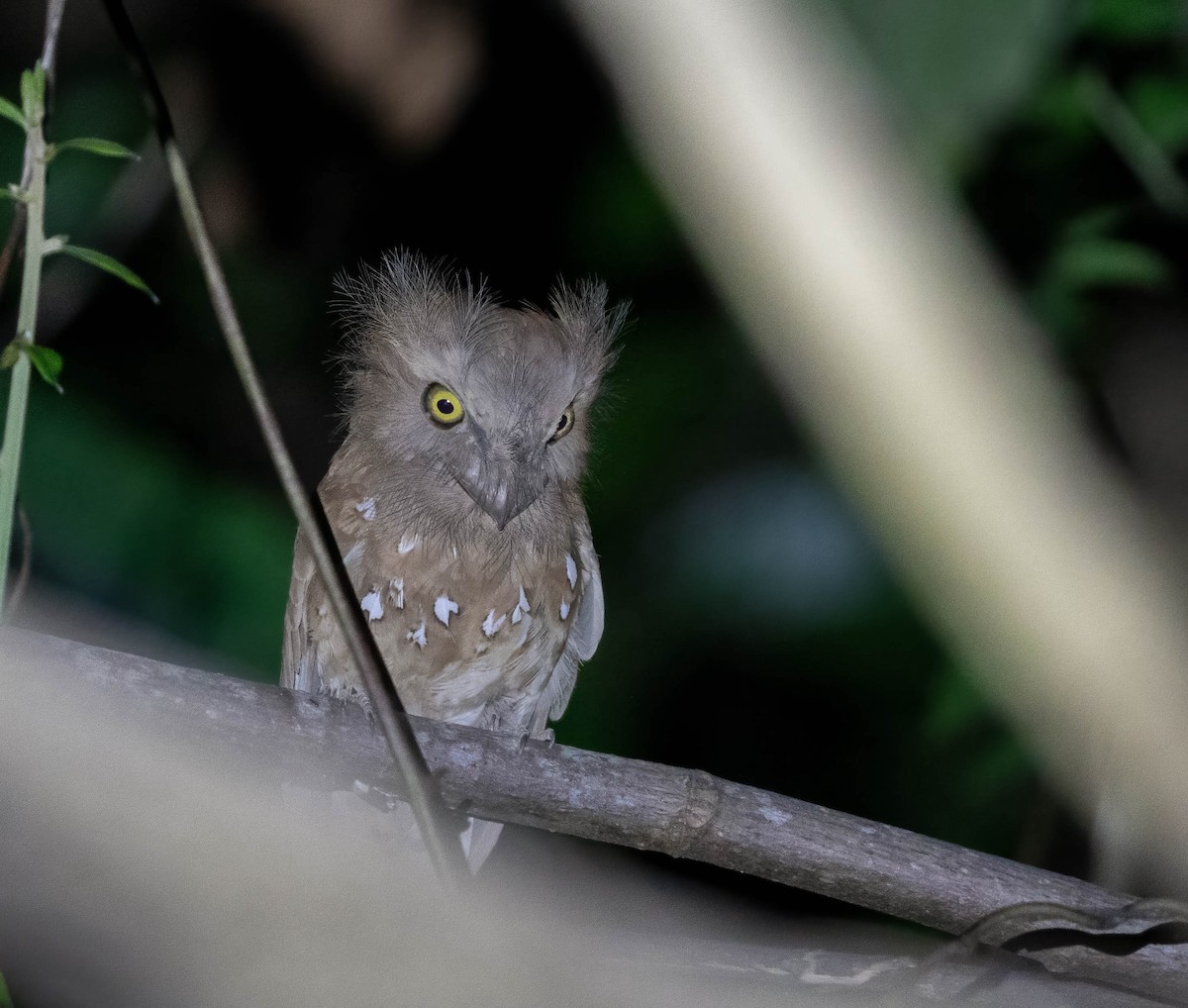 Palawan Frogmouth - ML549821451