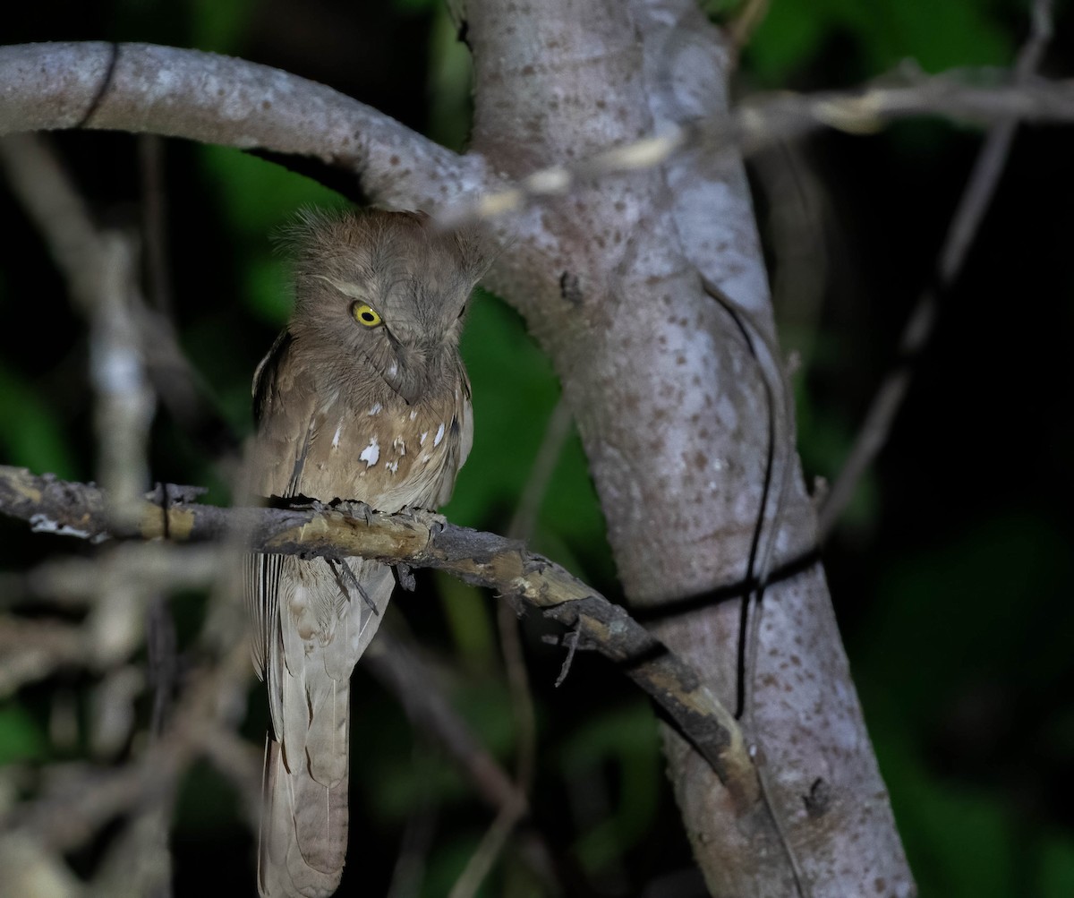 Palawan Frogmouth - ML549821461