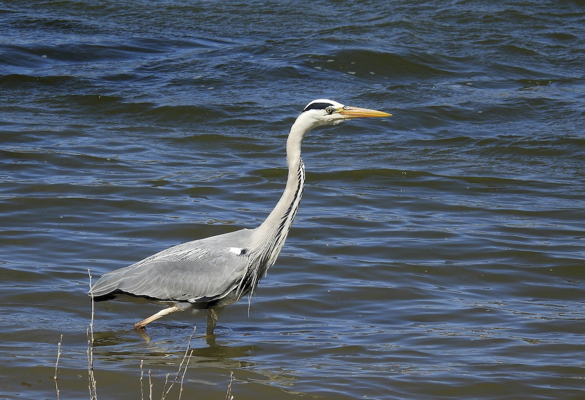 Gray Heron - Alfonso Rodrigo