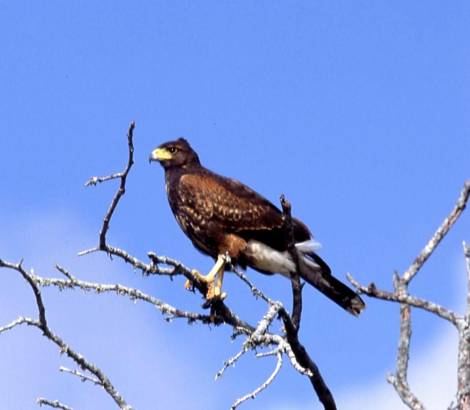 Harris's Hawk - ML549823011