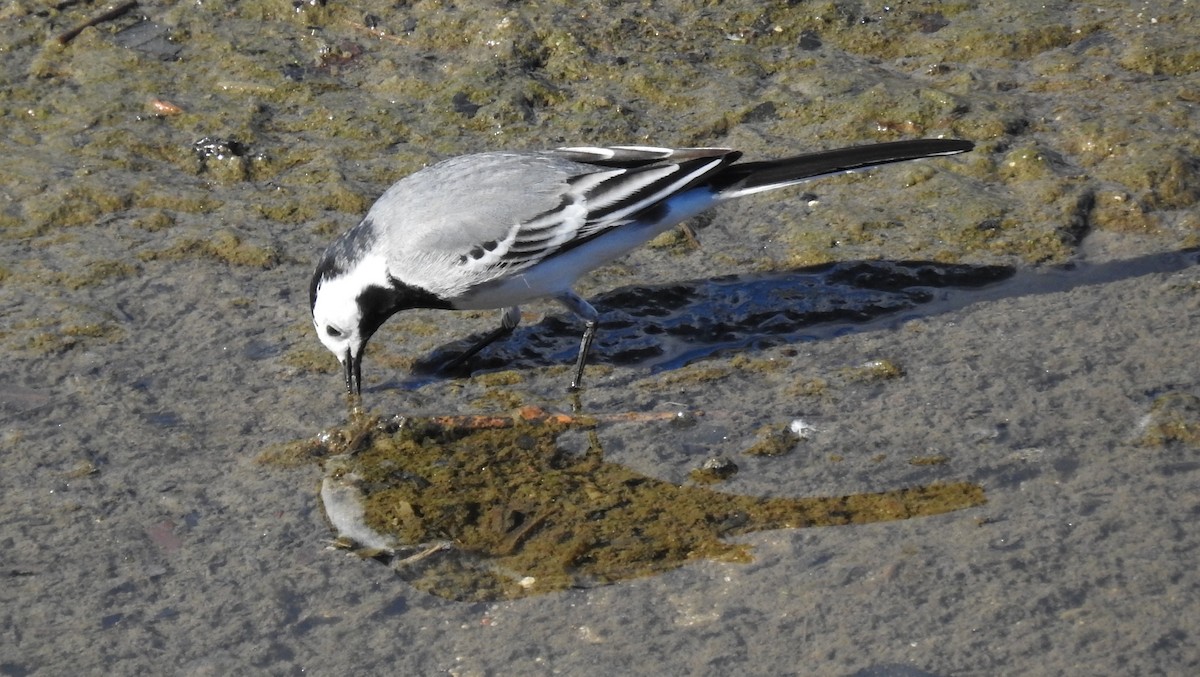 White Wagtail - ML549823381